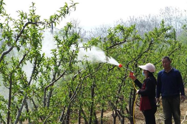 油桃蚜虫如何防治，发芽前可喷洒矿物油乳剂杀死越冬卵