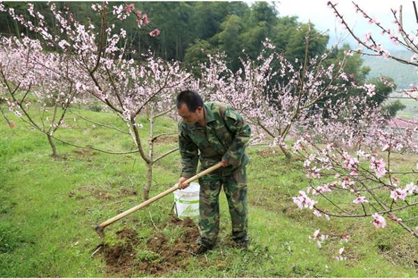 油桃蚜虫如何防治，发芽前可喷洒矿物油乳剂杀死越冬卵