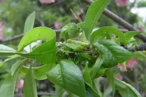 油桃蚜虫如何防治，发芽前可喷洒矿物油乳剂杀死越冬卵