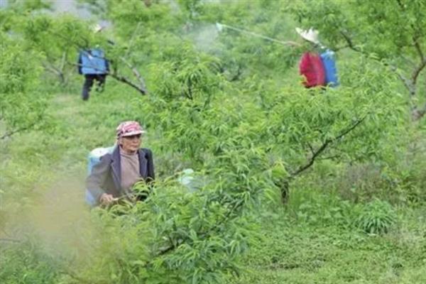 油桃蚜虫如何防治，发芽前可喷洒矿物油乳剂杀死越冬卵
