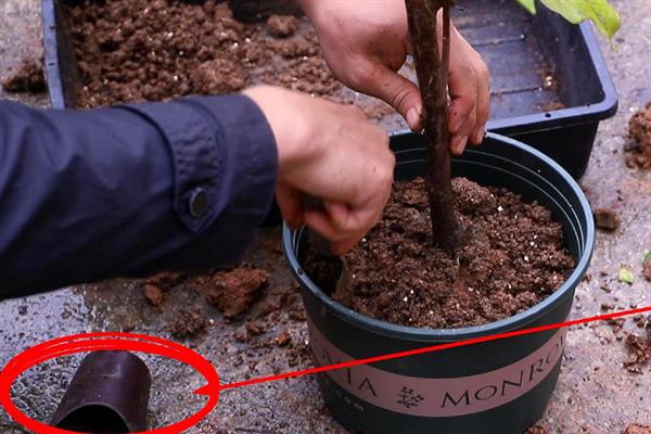 盆栽三角梅的养殖方法，每隔一年为三角梅更换一次盆土