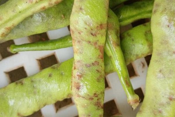 四季豆的种植时间，不同地区的种植时间不同