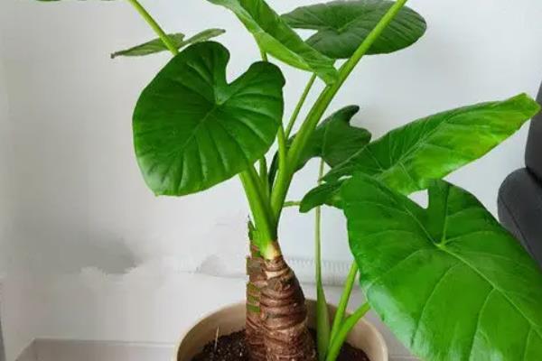 如何养滴水观音才可以有老桩，需要适宜的土壤和环境