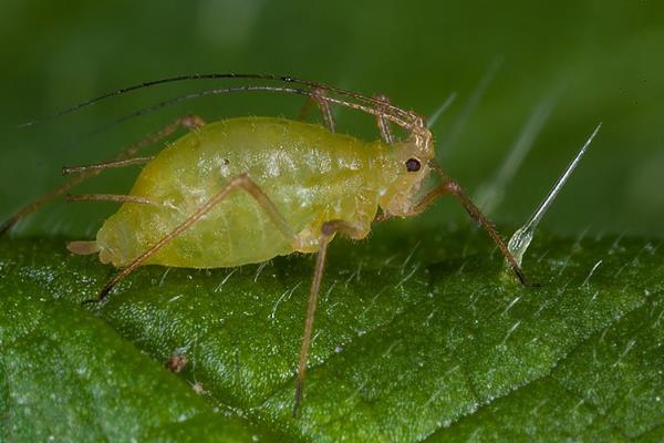 蚜虫不用农药的生物防治方法，可利用天敌防治
