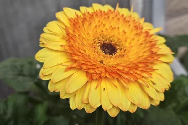 非洲菊要不要打顶，非洲菊无需打顶