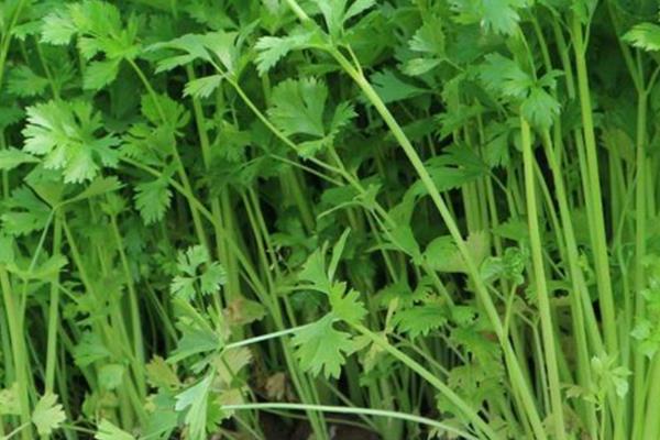 秋天怎样种香菜，通常在秋季9至10月进行直播
