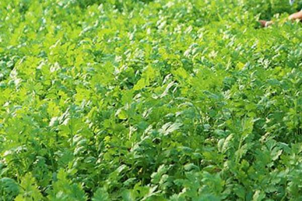 秋天怎样种香菜，通常在秋季9至10月进行直播
