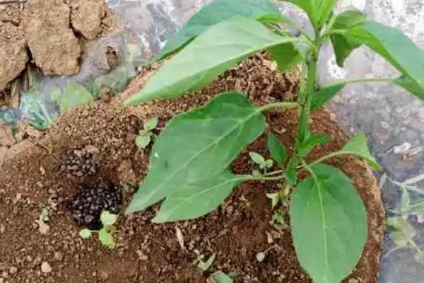 冬桃怎么种植，定植后每隔20天追施一次氮磷肥