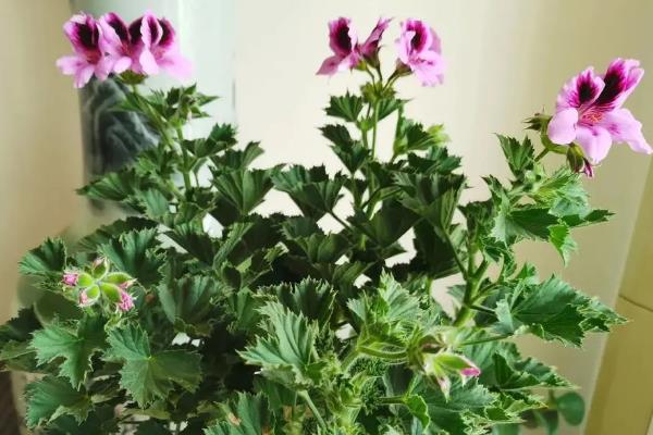 蝴蝶梅有什么危害,全株都是不含有任何毒性成分