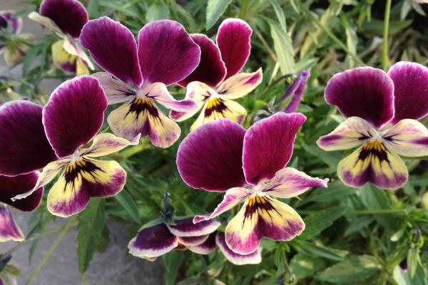 蝴蝶梅有什么危害,全株都是不含有任何毒性成分