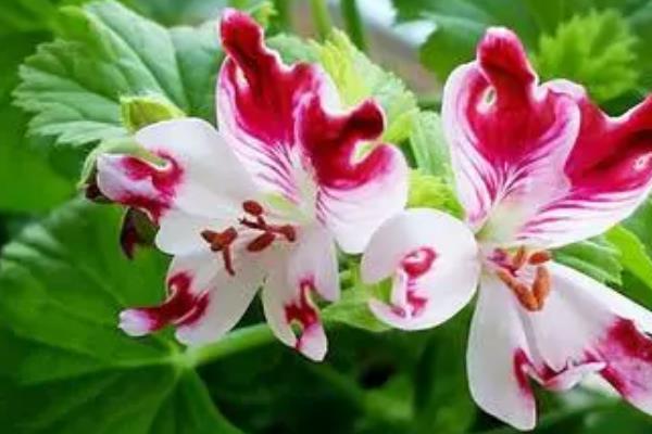 蝴蝶梅有什么危害,全株都是不含有任何毒性成分