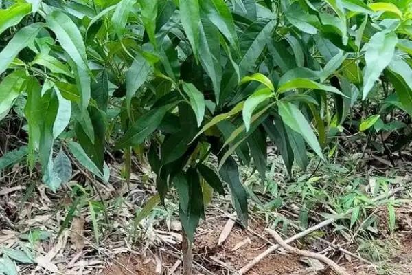 冬桃怎么种植，定植后每隔20天追施一次氮磷肥