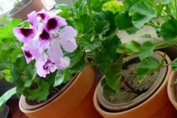 蝴蝶梅有什么危害,全株都是不含有任何毒性成分