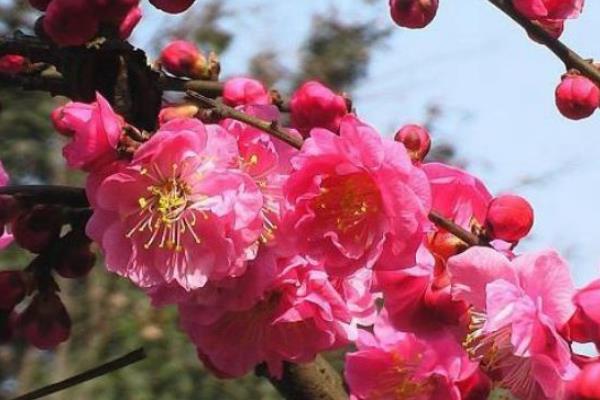 红梅结的果实能不能吃，可以吃但是不建议吃