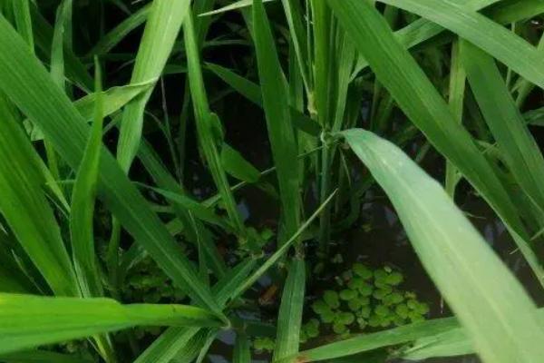 杂交水稻能自己留种次年种植吗，一般不建议自行留种