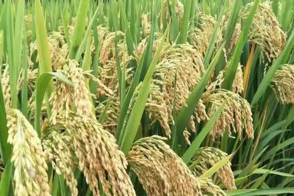 杂交水稻能自己留种次年种植吗，一般不建议自行留种