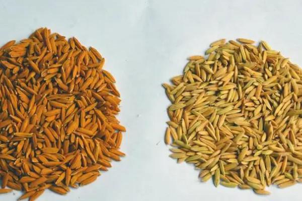 杂交水稻能自己留种次年种植吗，一般不建议自行留种