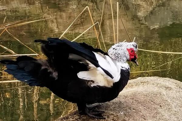 麝香鸭是几级保护动物,是二级保护动物