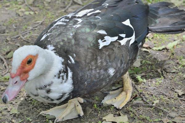 麝香鸭是几级保护动物,是二级保护动物