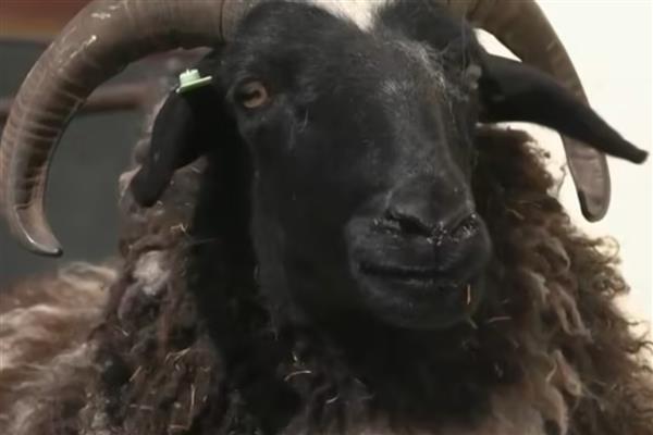 乌骨羊的相关介绍，是一种具有可遗传性能的乌质性状动物