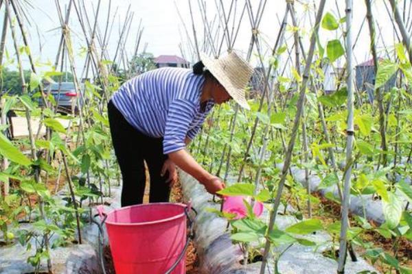 豆角一坑留几棵苗，一个坑留2-3棵苗最佳