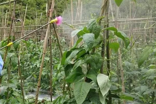 豆角一坑留几棵苗，一个坑留2-3棵苗最佳