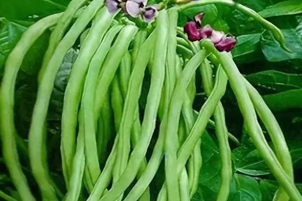 豆角一坑留几棵苗，一个坑留2-3棵苗最佳