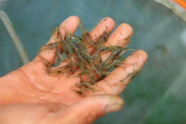 淡水罗氏沼虾的养殖技术，最好选择离水源较近的地方