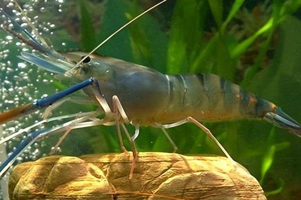 淡水罗氏沼虾的养殖技术，最好选择离水源较近的地方
