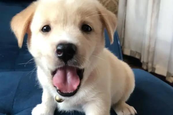适合家养的大型犬有哪些，常见的有拉布拉多、金毛等