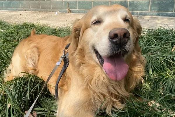 适合家养的大型犬有哪些，常见的有拉布拉多、金毛等