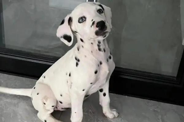 适合家养的大型犬有哪些，常见的有拉布拉多、金毛等