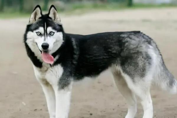 适合家养的大型犬有哪些，常见的有拉布拉多、金毛等