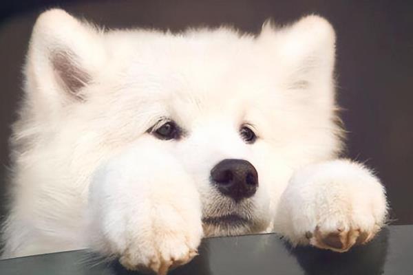 适合家养的大型犬有哪些，常见的有拉布拉多、金毛等