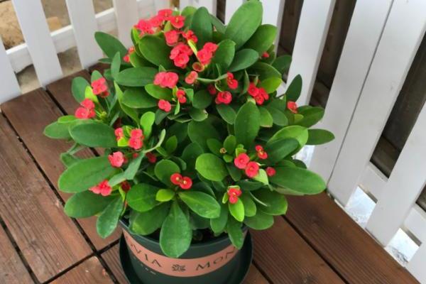 刺梅的养殖方法,生长期间要保持土壤湿润