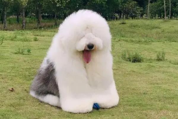 适合家养的大型犬有哪些，常见的有拉布拉多、金毛等