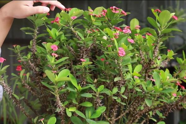 刺梅的养殖方法,生长期间要保持土壤湿润