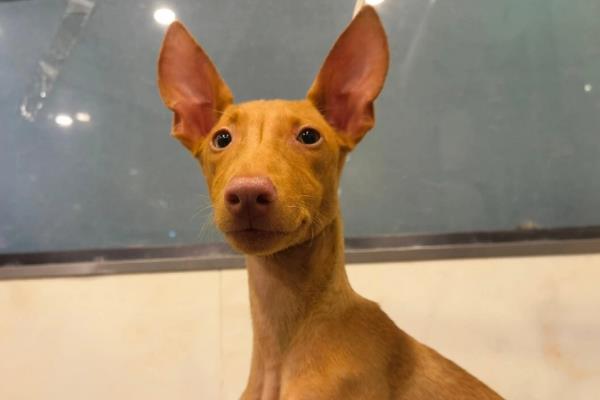 适合家养的大型犬有哪些，常见的有拉布拉多、金毛等
