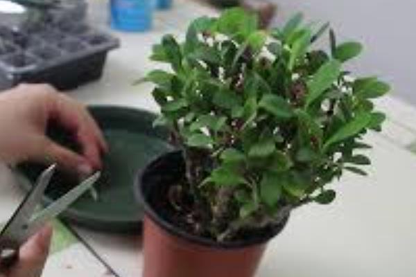 刺梅的养殖方法,生长期间要保持土壤湿润