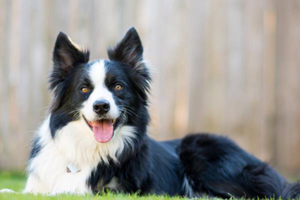 适合家养的大型犬有哪些，常见的有拉布拉多、金毛等