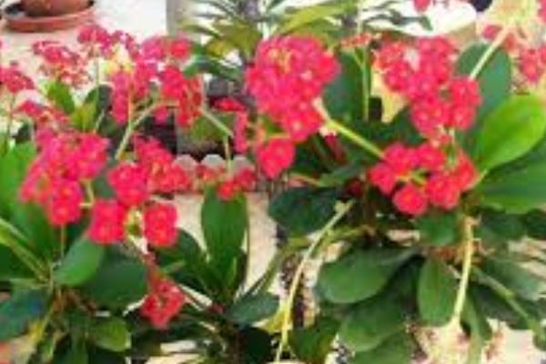 刺梅的养殖方法,生长期间要保持土壤湿润