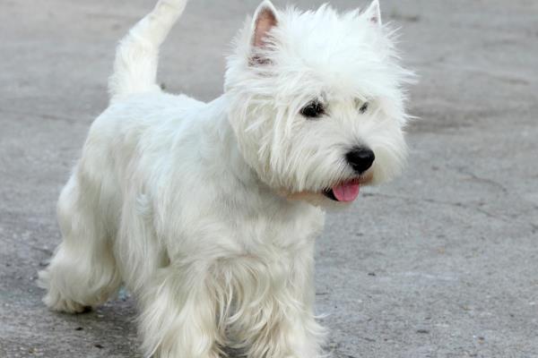 适合家养的大型犬有哪些，常见的有拉布拉多、金毛等