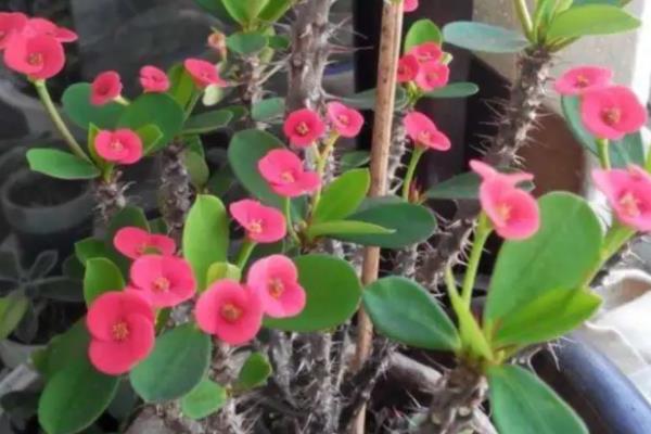 刺梅的养殖方法,生长期间要保持土壤湿润