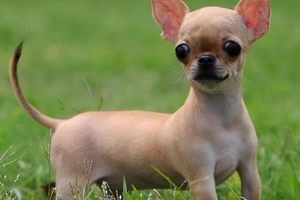 适合家养的大型犬有哪些，常见的有拉布拉多、金毛等