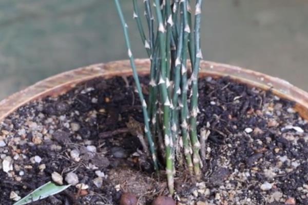 盆栽文竹的养殖方法，生长过程中需要充足的光照
