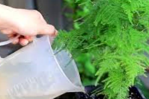 盆栽文竹的养殖方法，生长过程中需要充足的光照