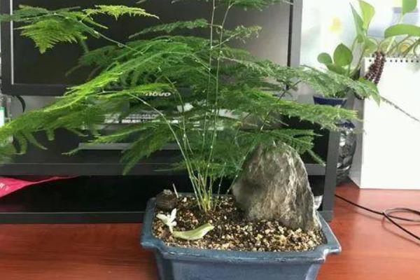 盆栽文竹的养殖方法，生长过程中需要充足的光照