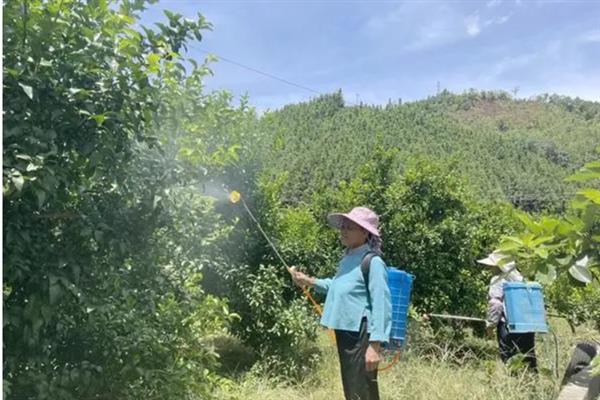柚子树不开花怎么办，要对果树进行剪枝、拉枝