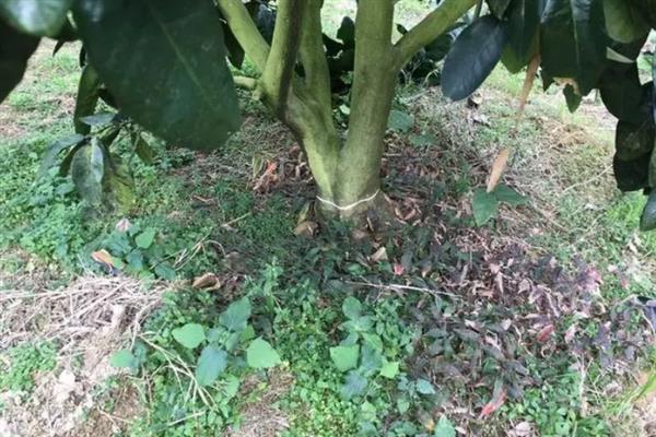 柚子树不开花怎么办，要对果树进行剪枝、拉枝