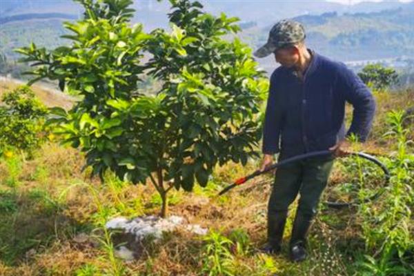 柚子树不开花怎么办，要对果树进行剪枝、拉枝